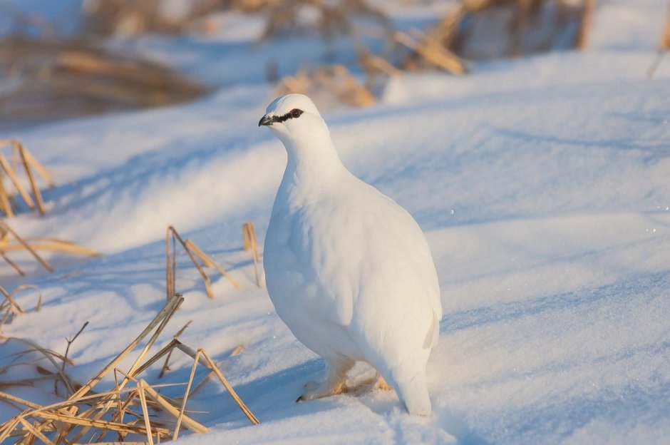Полярная куропатка