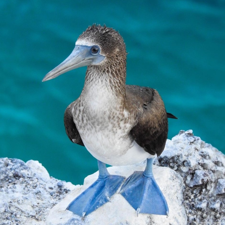 Олуша птица