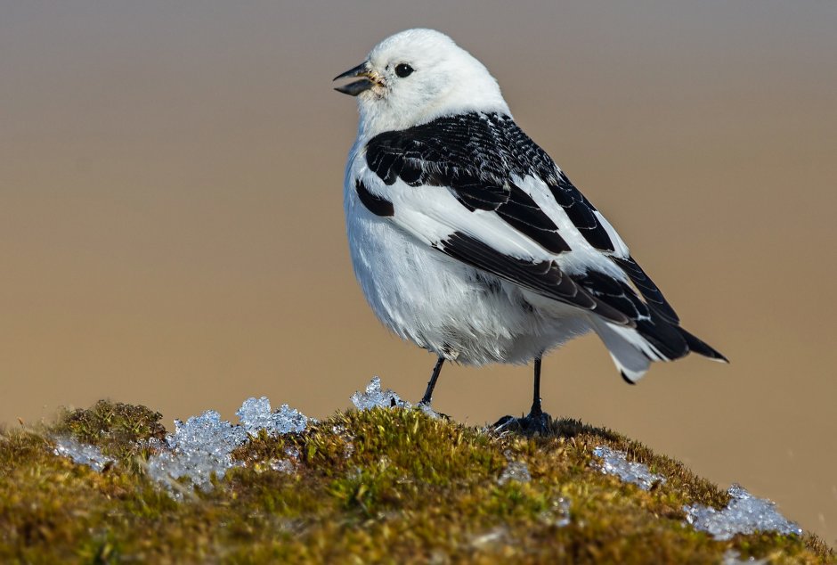 Пуночка Арктика