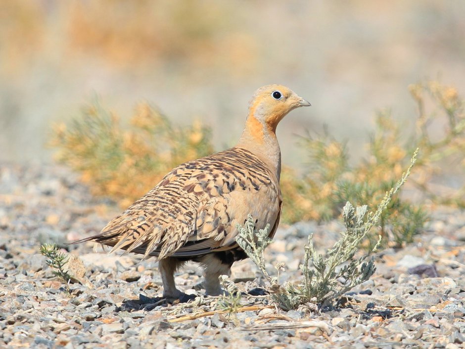 Обыкновенная саджа