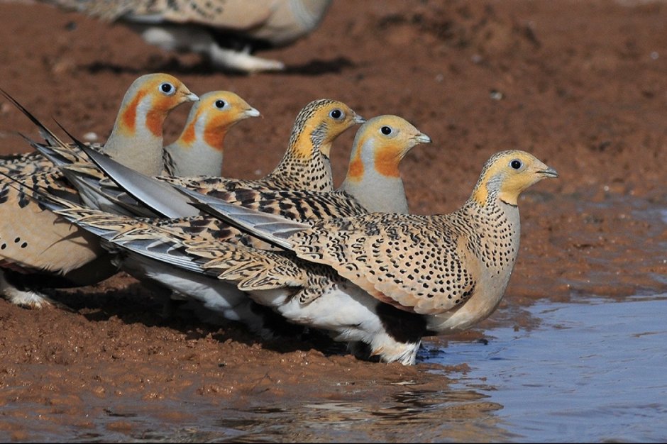 Пустынная птичка саджа