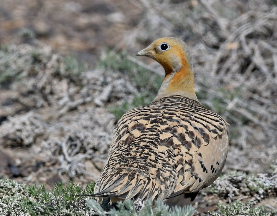 Саджа птица