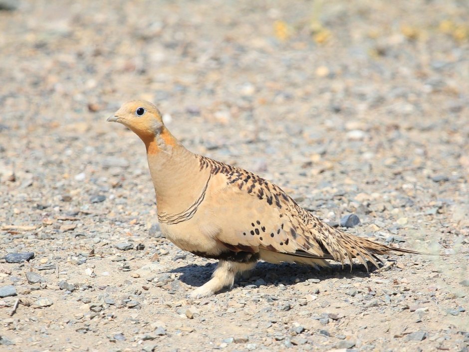 Обыкновенная саджа