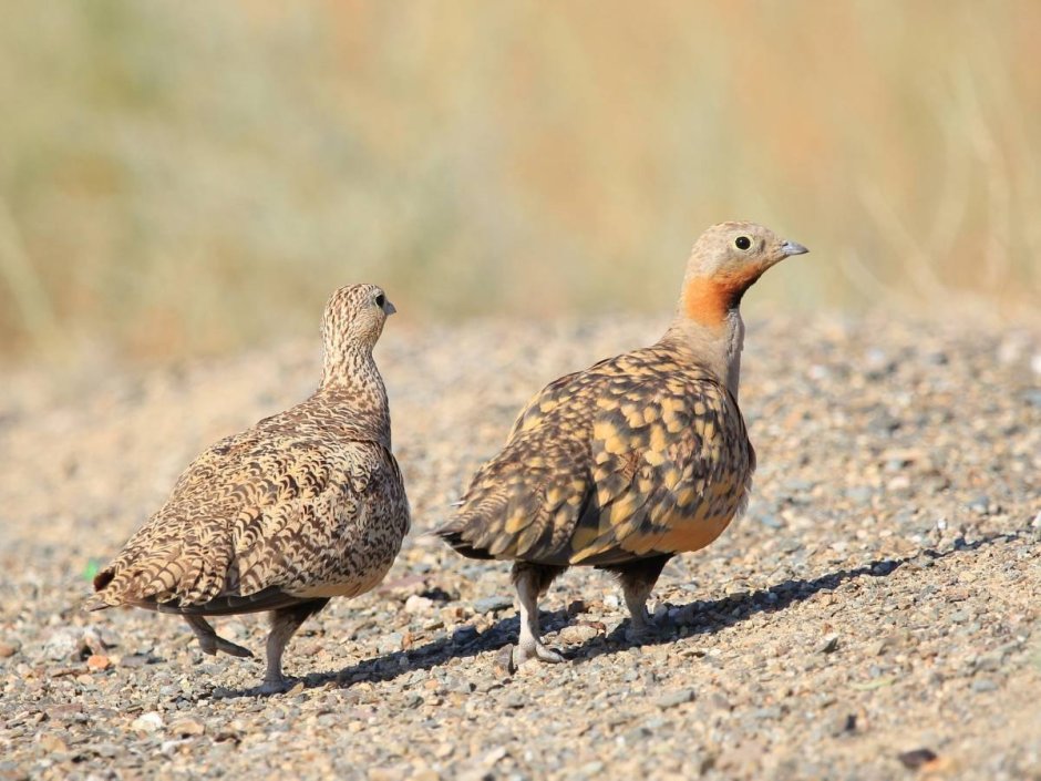 Чернобрюхий рябок