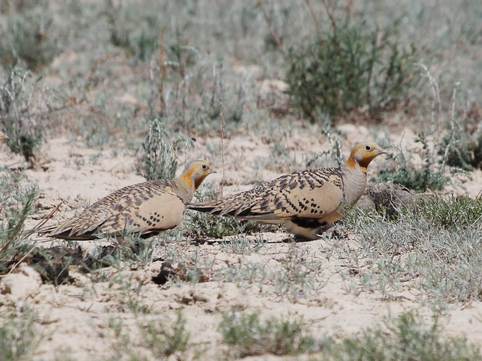 Саджа Syrrhaptes paradoxus (Pallas, 1773)
