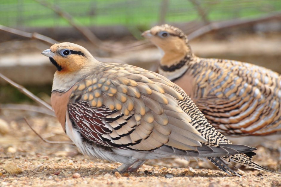 Чернолицый рябок