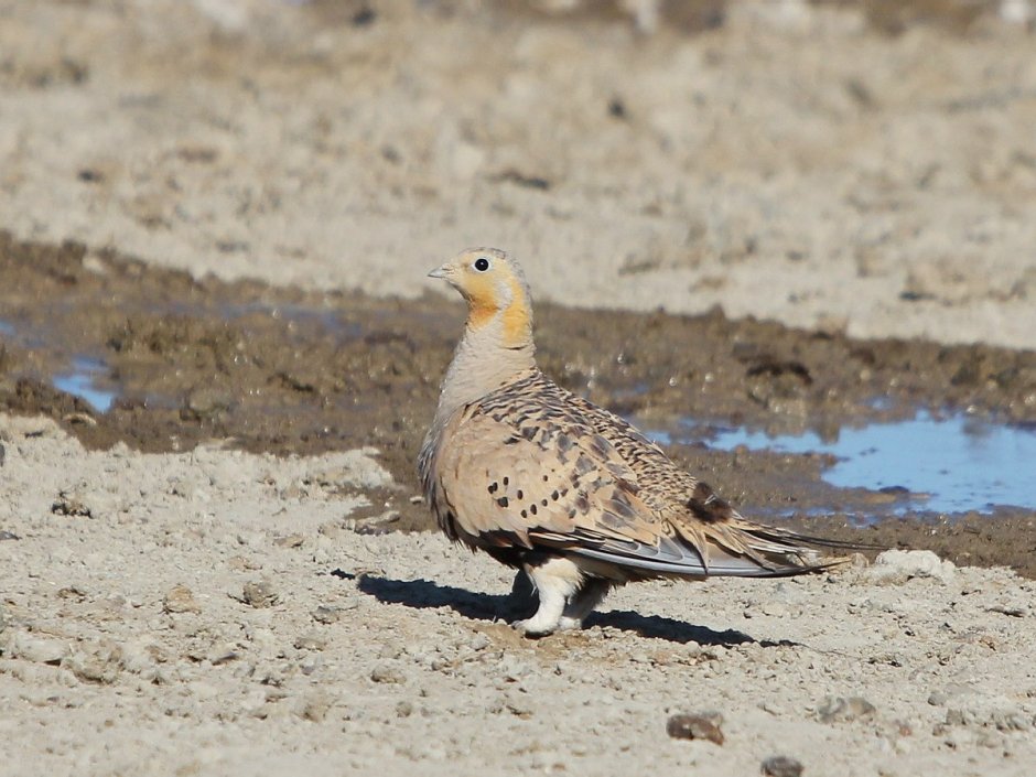 Тибетская саджа