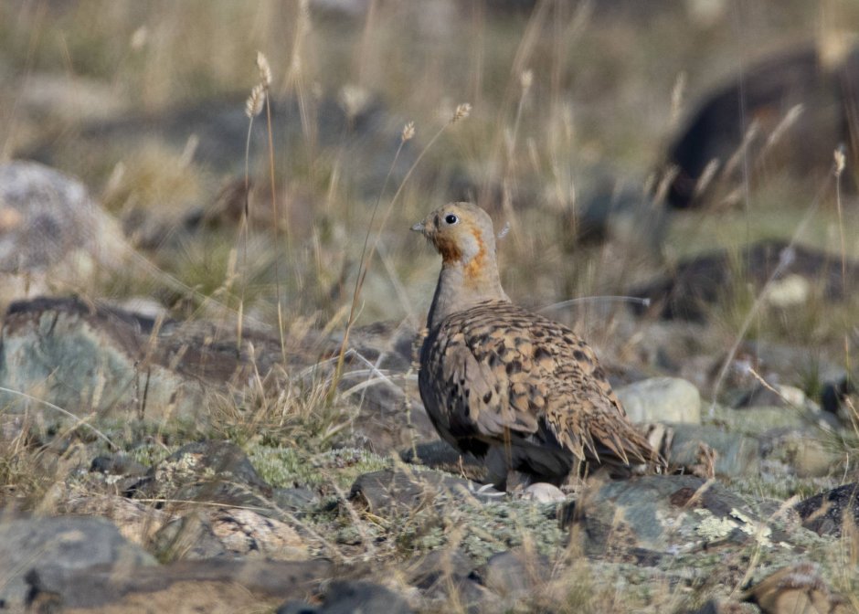 Гнездо Сокола Кош Агач