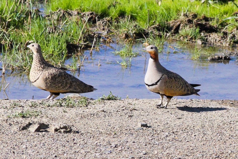 Чернобрюхий рябок Википедия