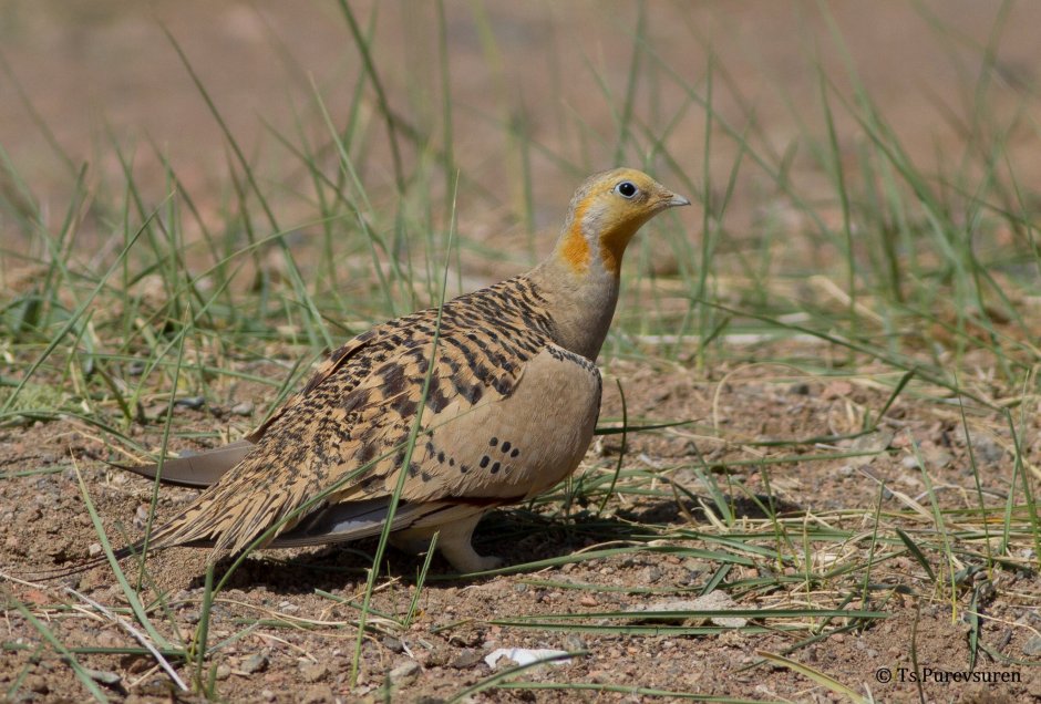 Обыкновенная саджа (Syrrhaptes paradoxus)