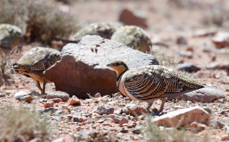 Птицы в пустыне