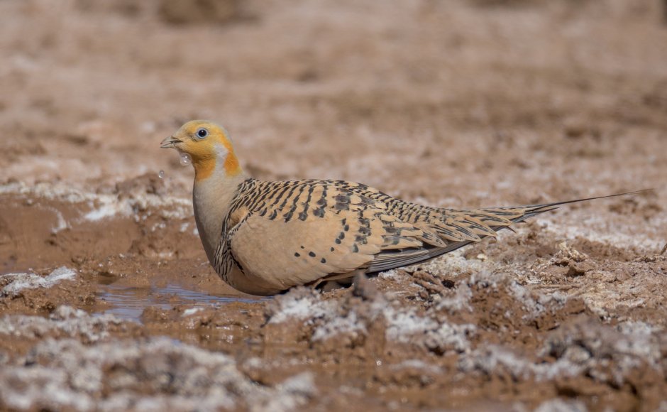 Обыкновенная саджа (Syrrhaptes paradoxus)