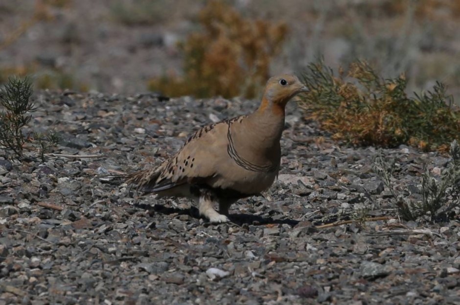 Митсубиси саджа