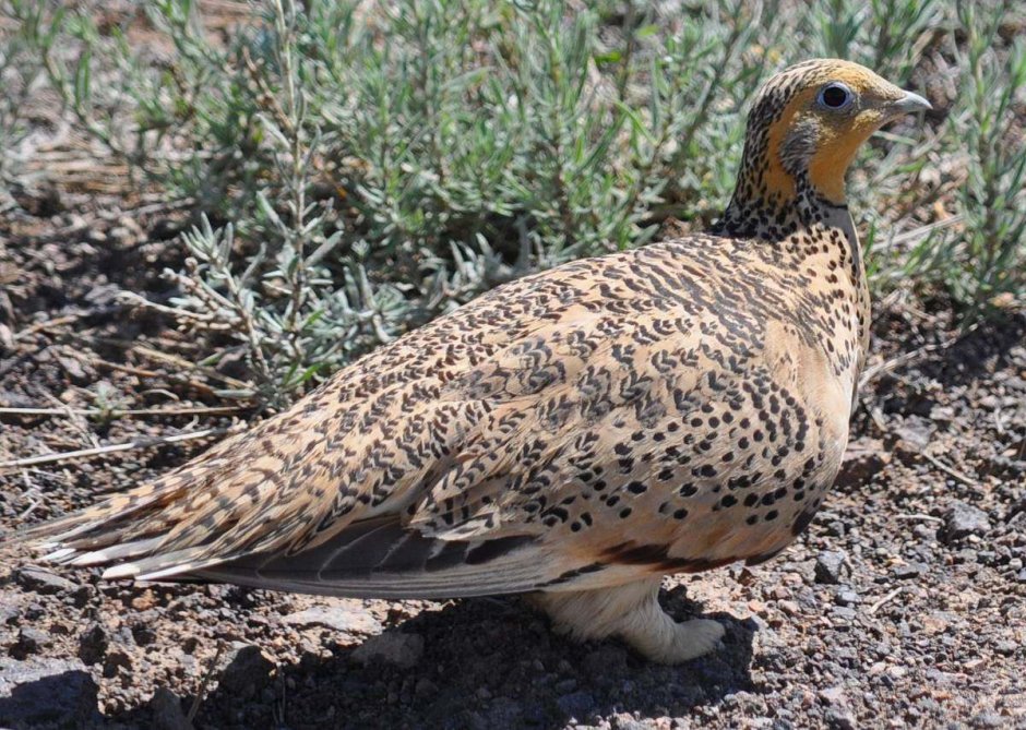 Саджа (копытка)