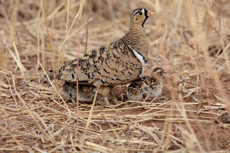 Южноафриканский рябок