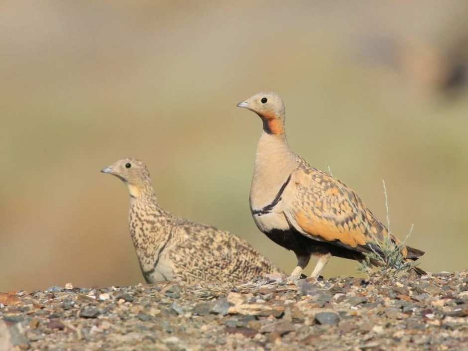 Чернобрюхий рябок птица