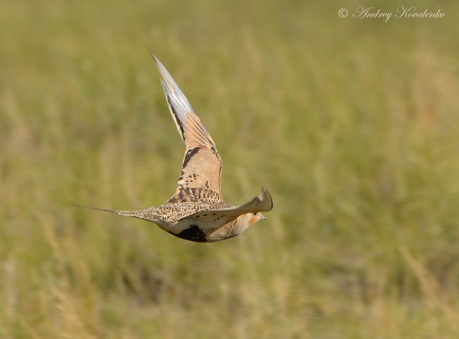 Чернобрюхий рябок в полете