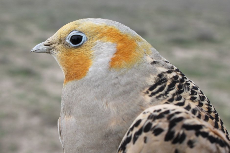 Тибетская саджа