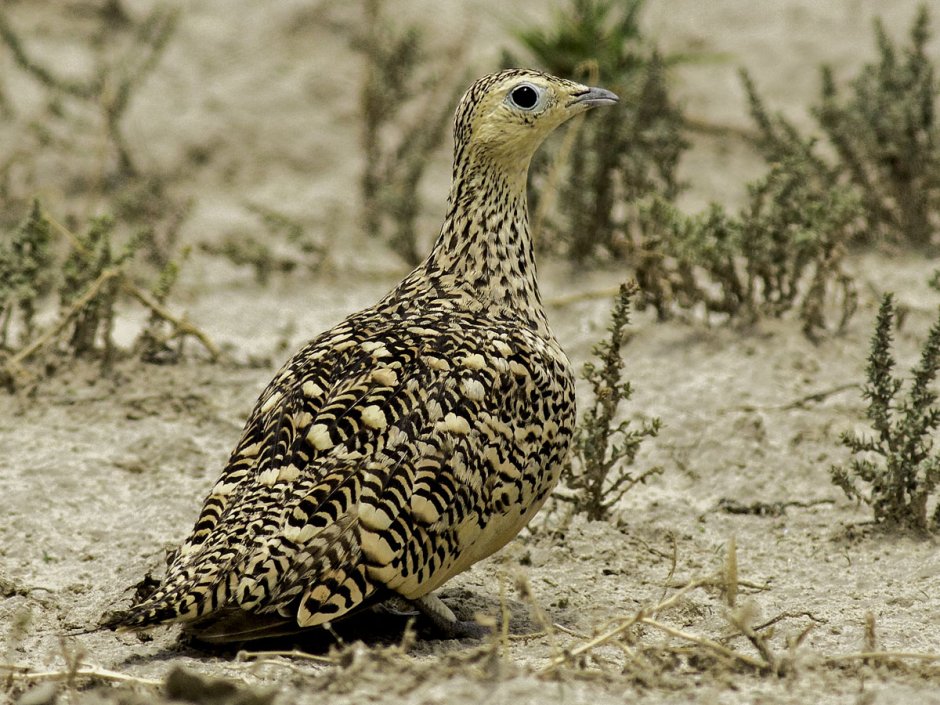 Рябкообразные представители