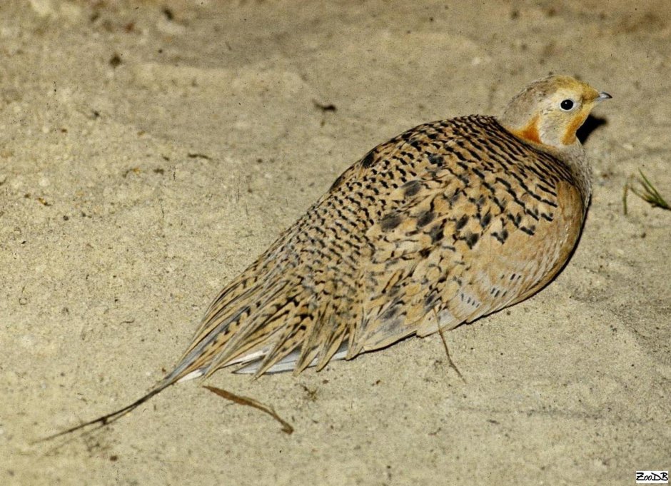 Саджа птица лапы