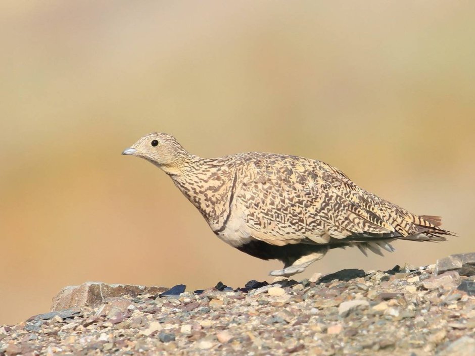 Чернобрюхий рябок (Pterocles orientalis)