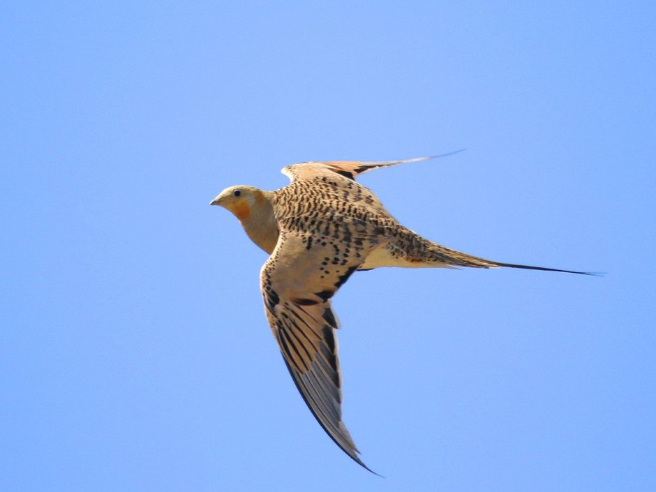 Саджа птица пустыни