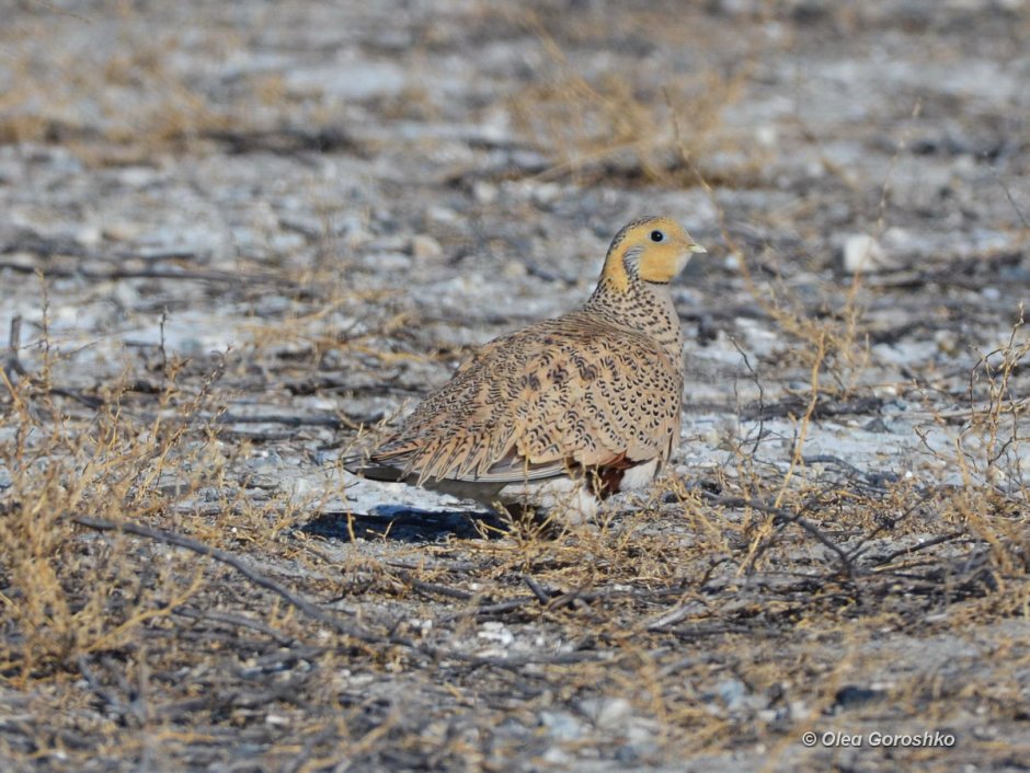 Саджа самец и самка