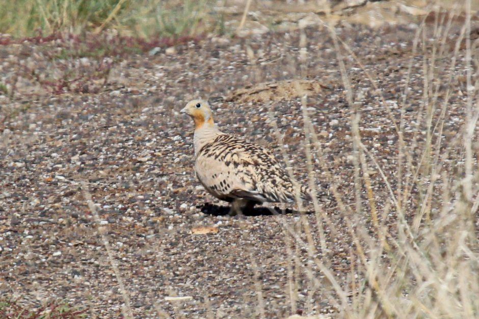Яйца Саджи птица