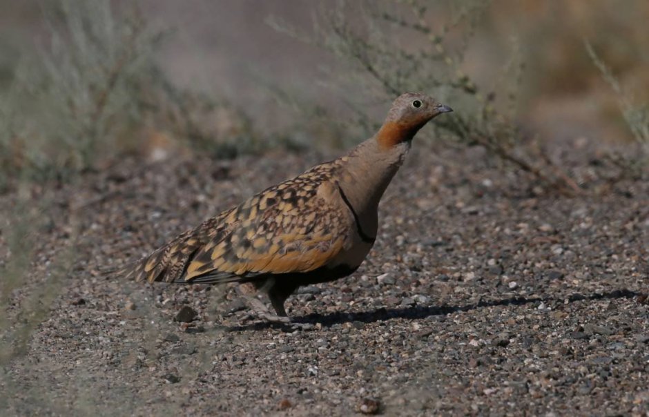 Бульдурук птица бульдурук