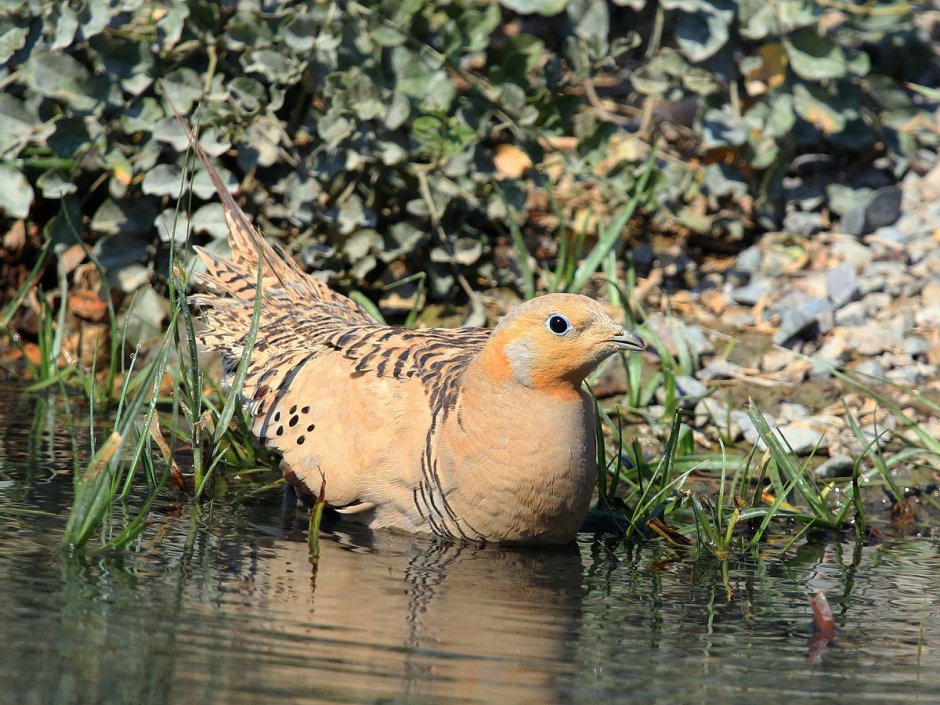 Обыкновенная саджа