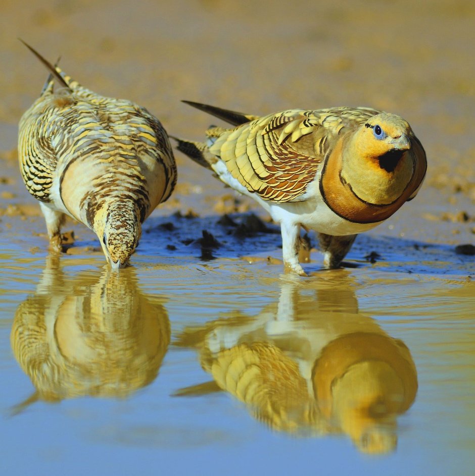 Белобрюхий рябок