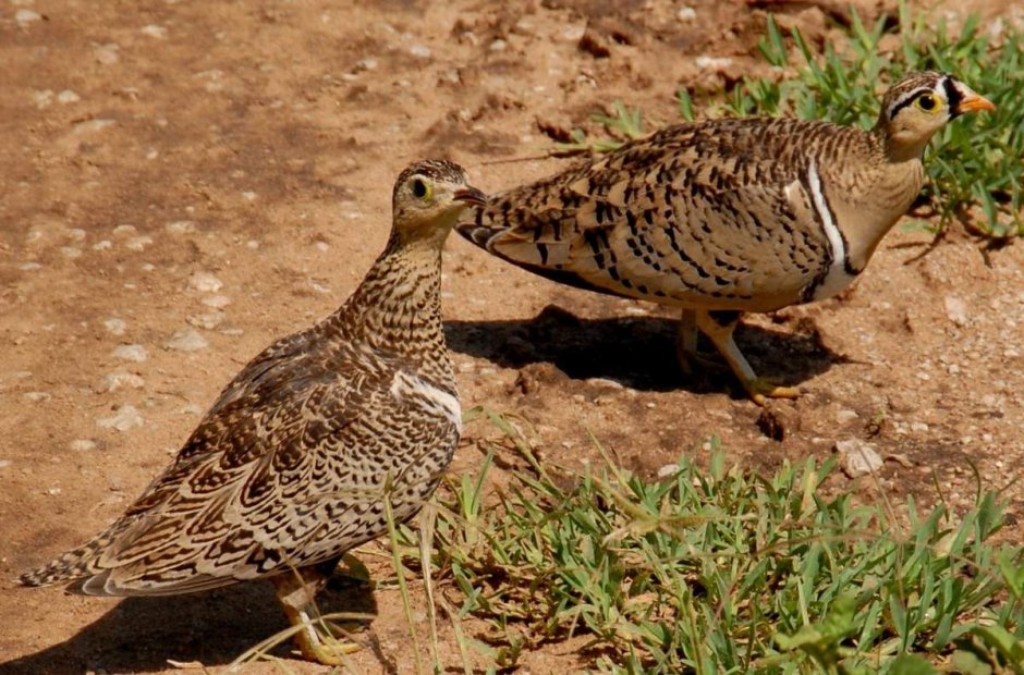 Чернолицый рябок