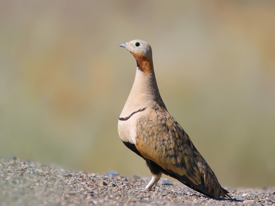 Чернобрюхий рябок птица