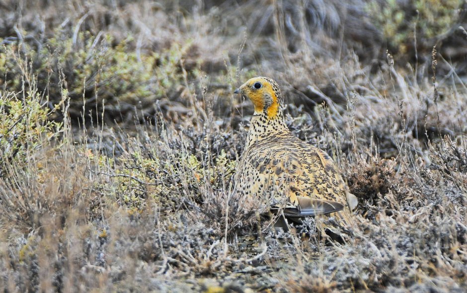 Яйца Саджи птица