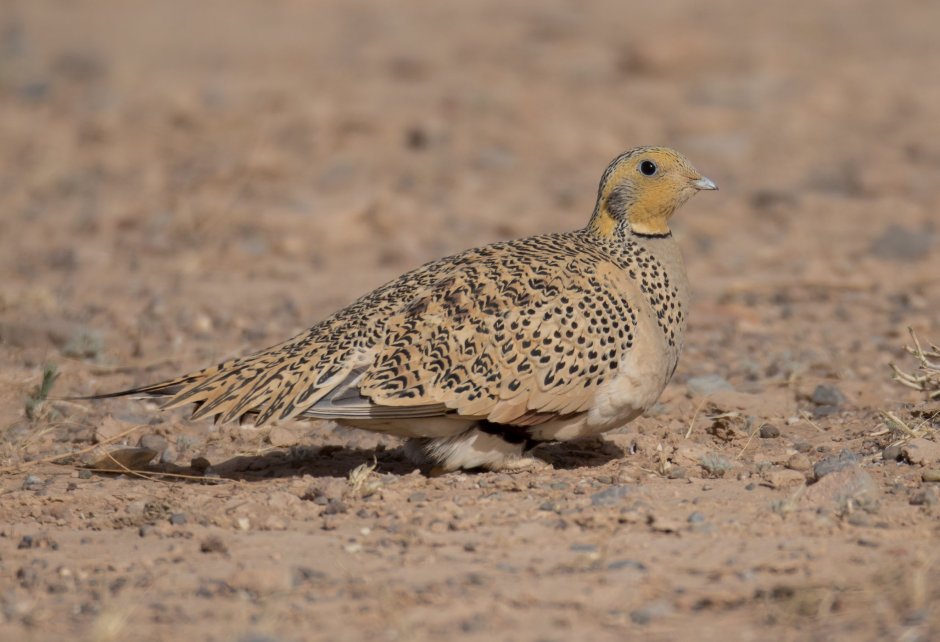Саджа птица пустыни