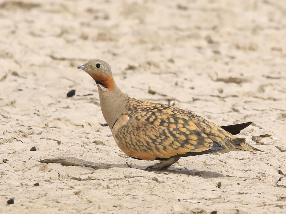 Сенегальский рябок