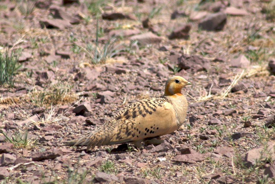 Обыкновенная саджа (Syrrhaptes paradoxus)