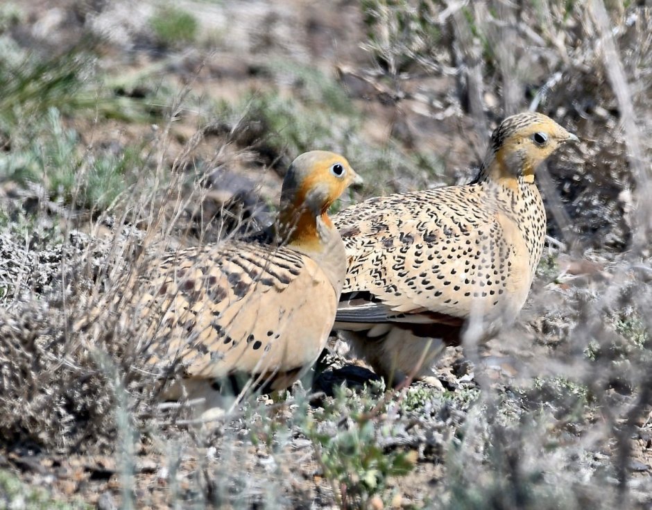 Саджа птица