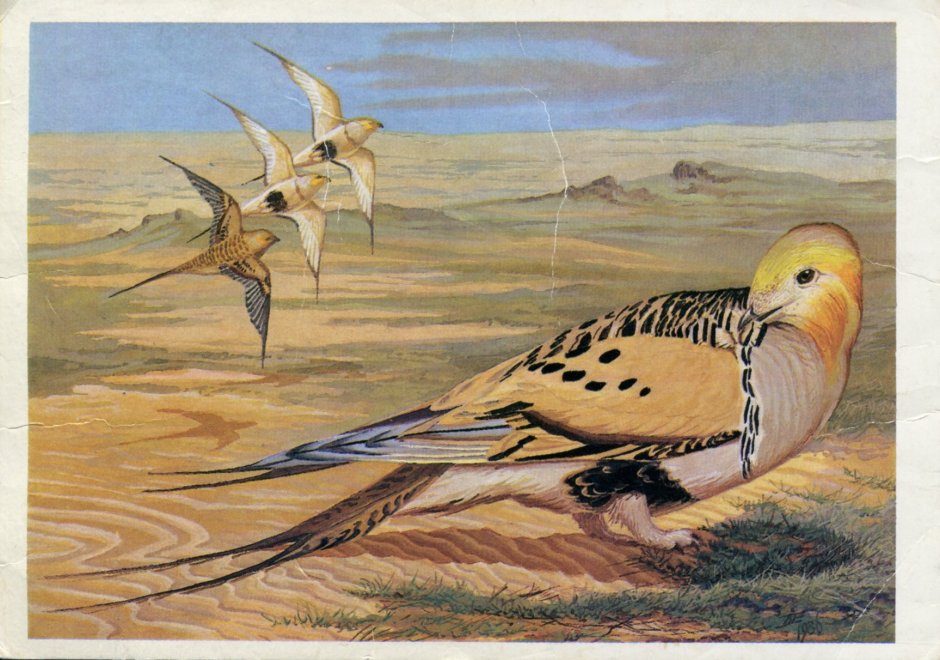 Птицы открытых ландшафтов