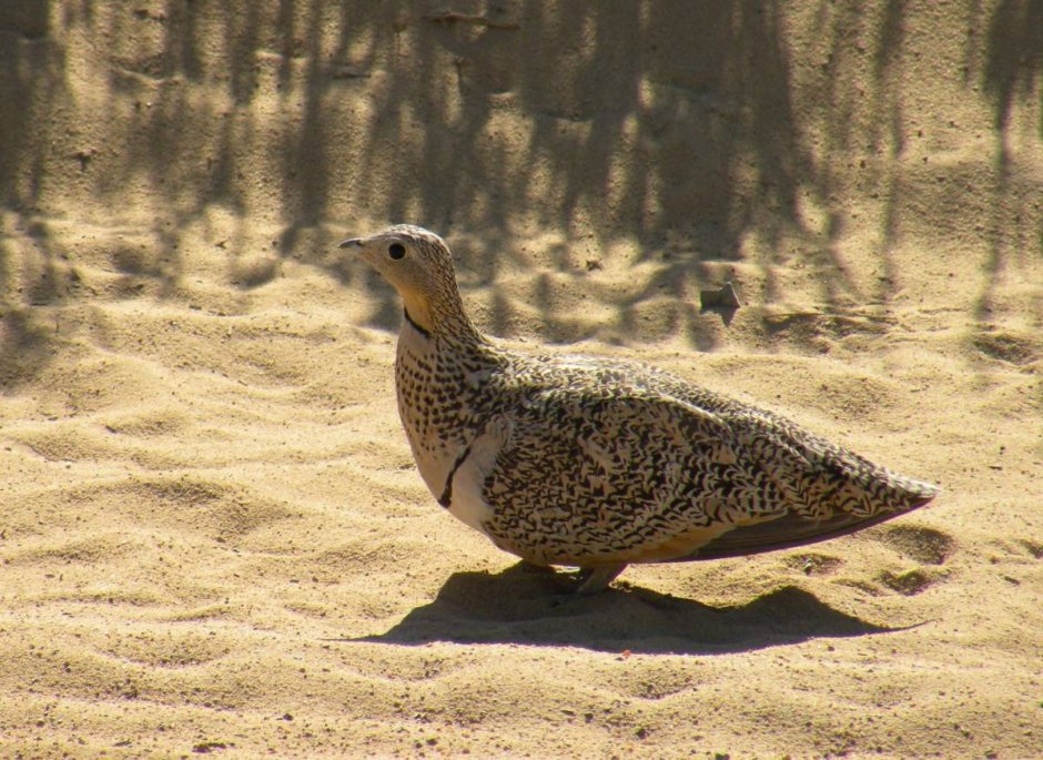 Pterocles orientalis