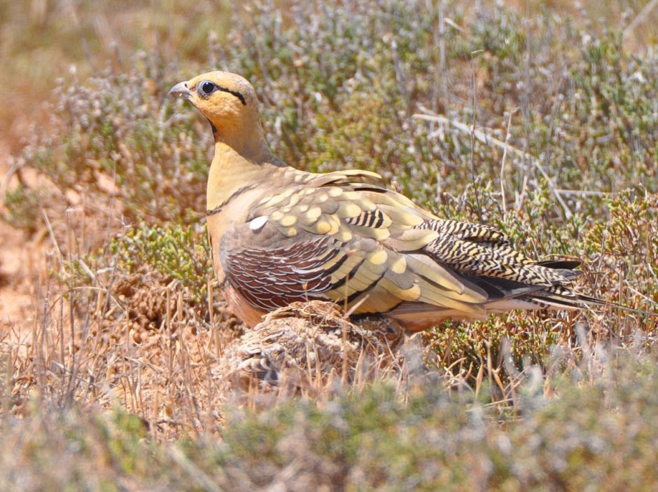 Белобрюхий рябок