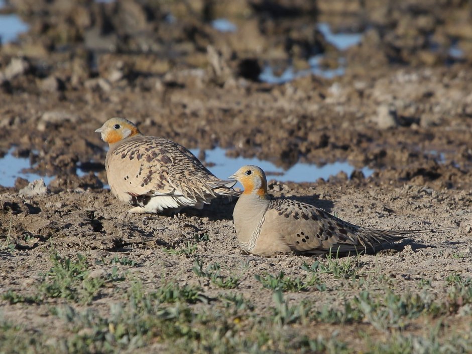 Тибетская саджа