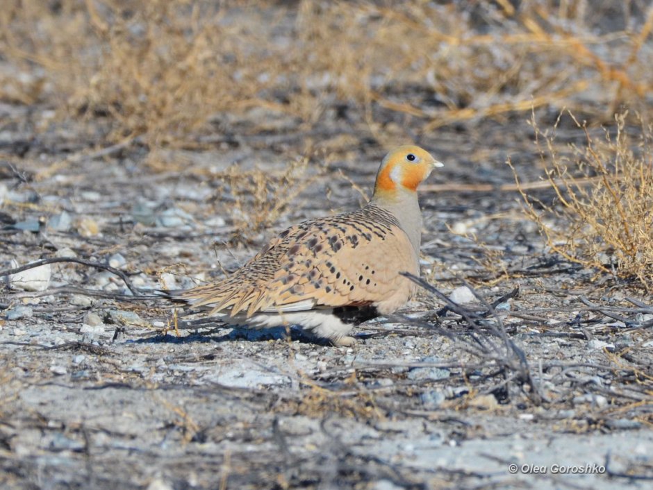 Птицы Даурского заповедника