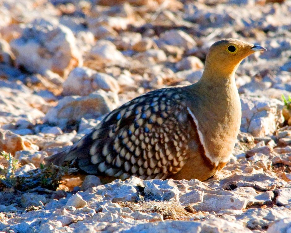 Саджа птица фото