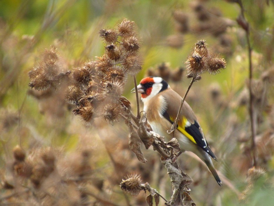 Черноголовый щегол