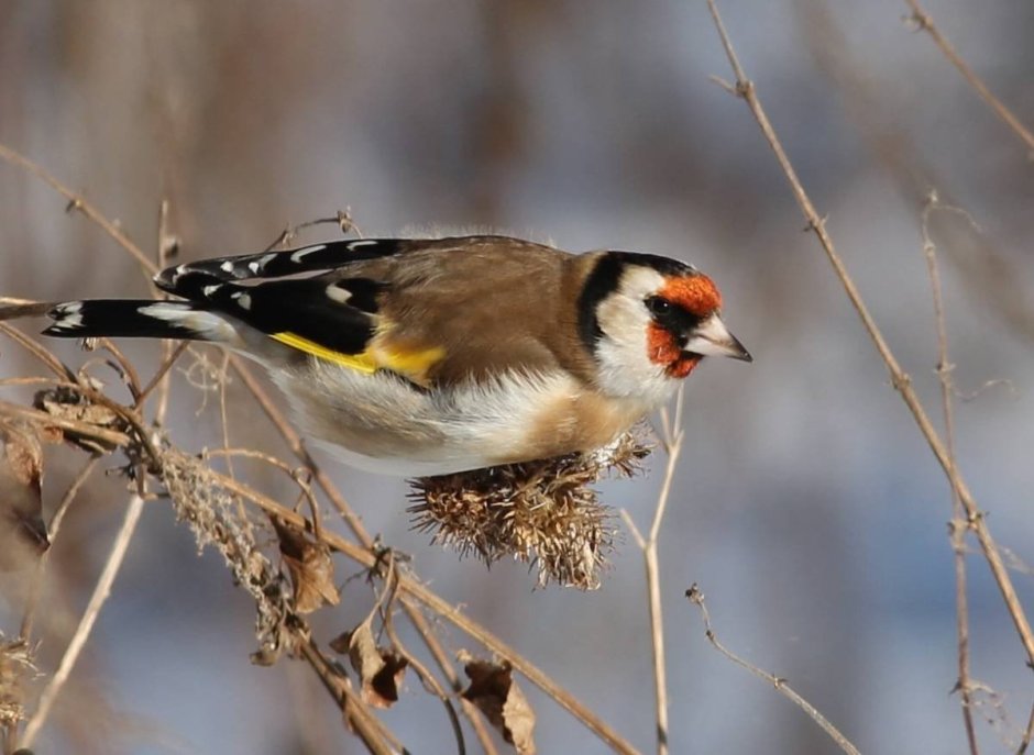 Щегол черноголовый Carduelis Carduelis