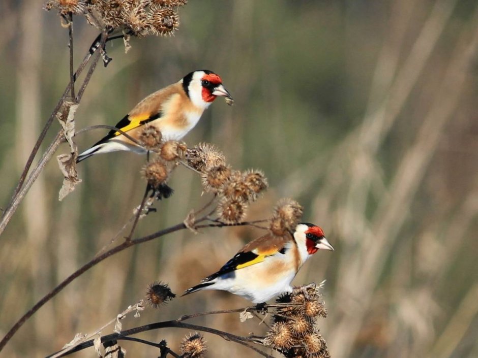 Черноголовый щегол птица