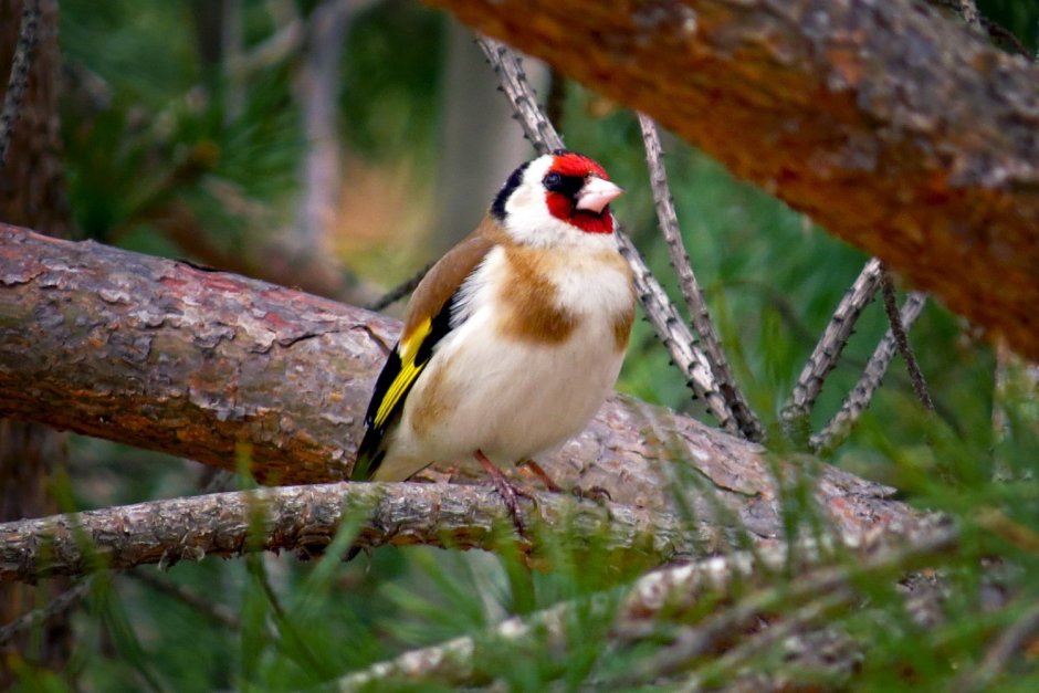 Щегол самка