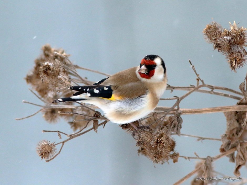 Щегол Поволжье