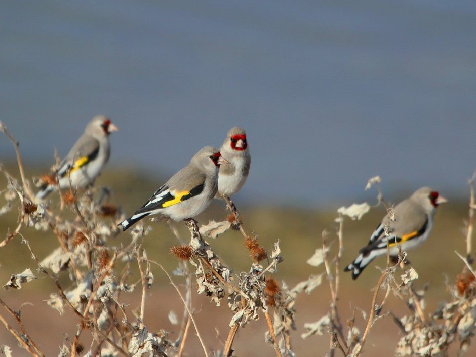Седоголовый щегол
